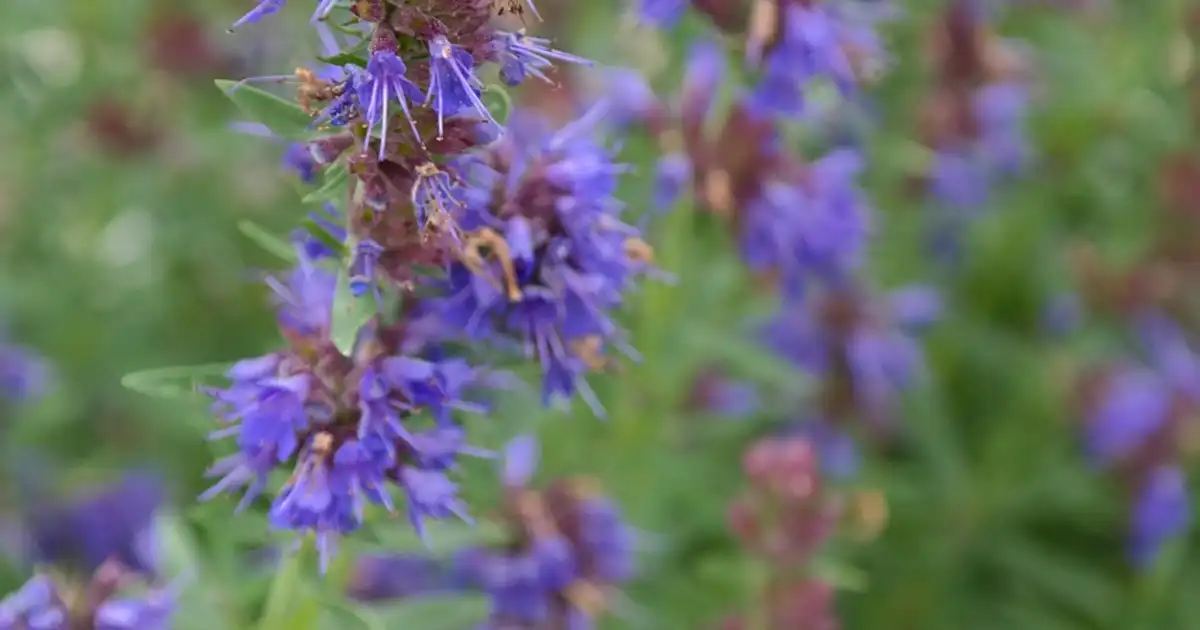 Hysope au jardin bio : culture, entretien et usages faciles