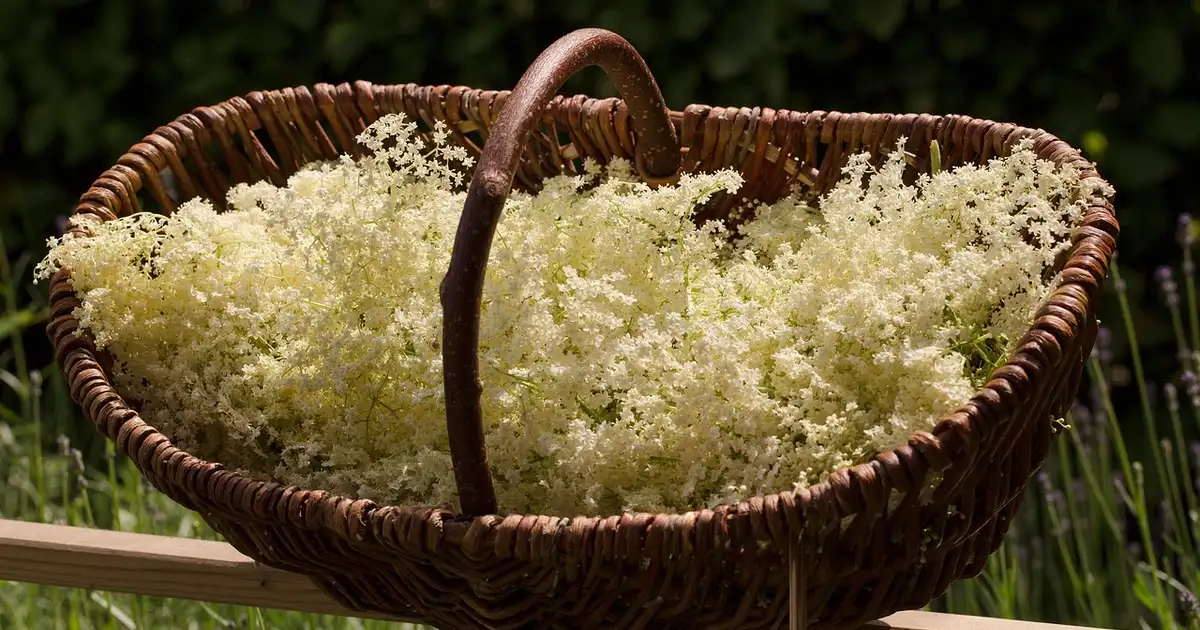 La fleur de sureau : comment l’utiliser au jardin et en cuisine