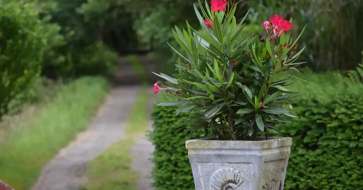 Laurier rose en pot : réussir la culture sur terrasse et balcon