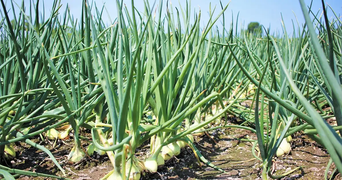 Oignon, l&rsquo;incontournable du potager : 7 erreurs à éviter pour une belle récolte