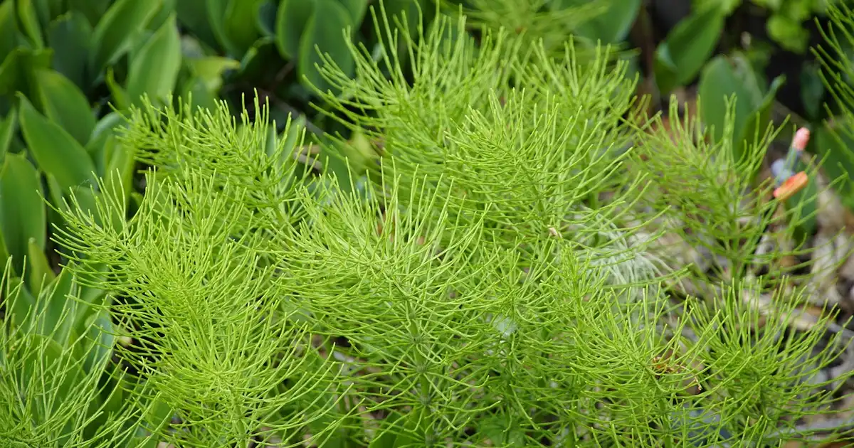 Prêle au jardin : 7 usages naturels pour soigner vos plantes
