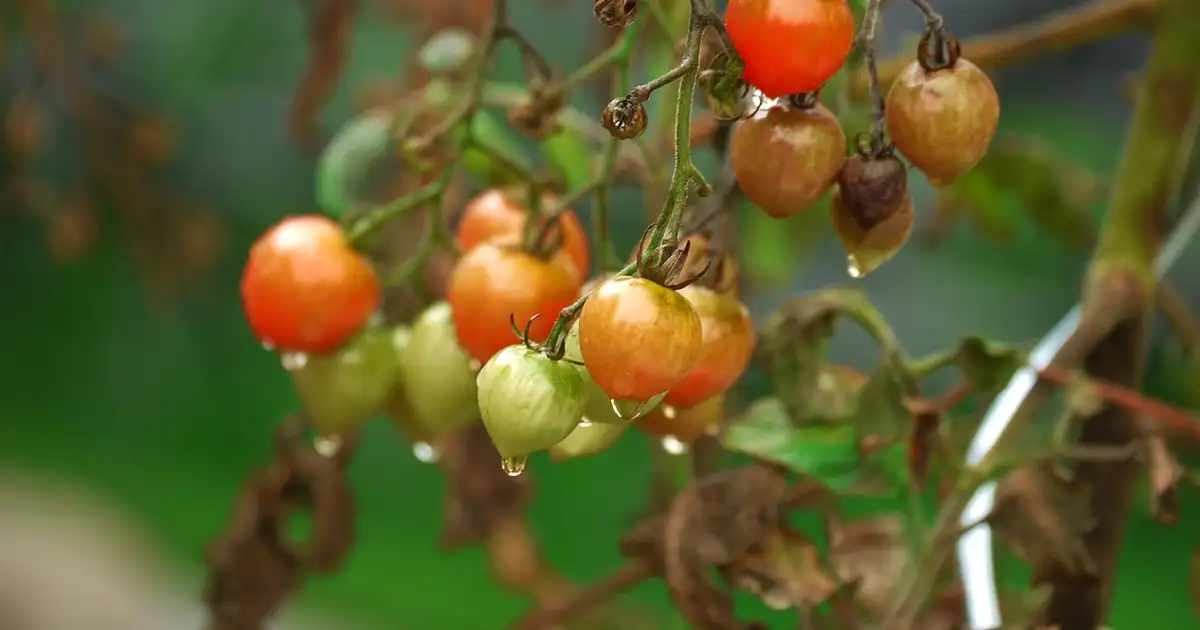 Préparer son potager avant un départ en vacances sans stress