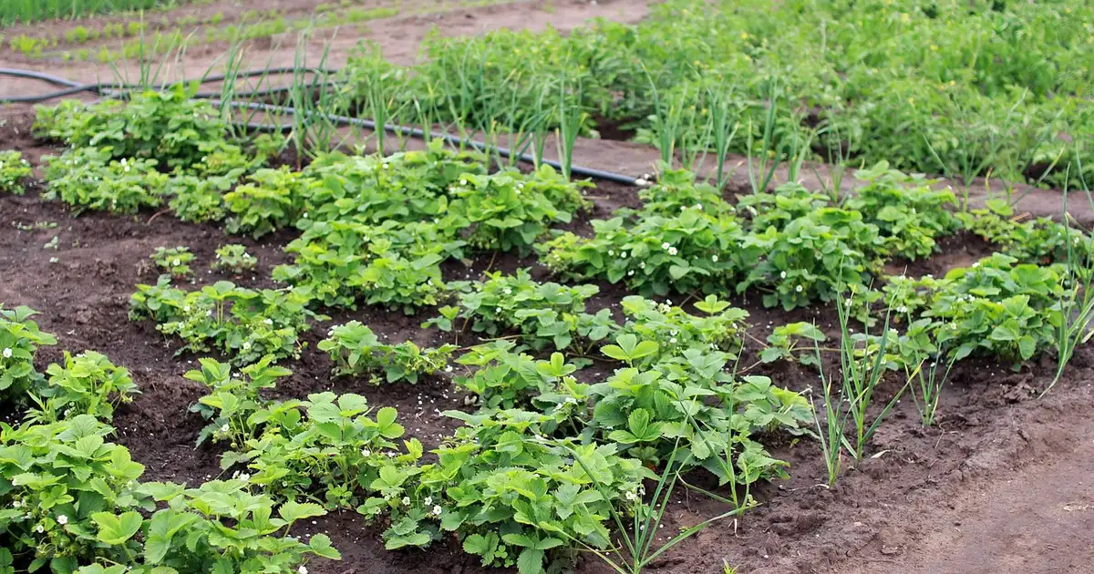 Protéger le sol de son potager en été : méthodes bio et efficaces