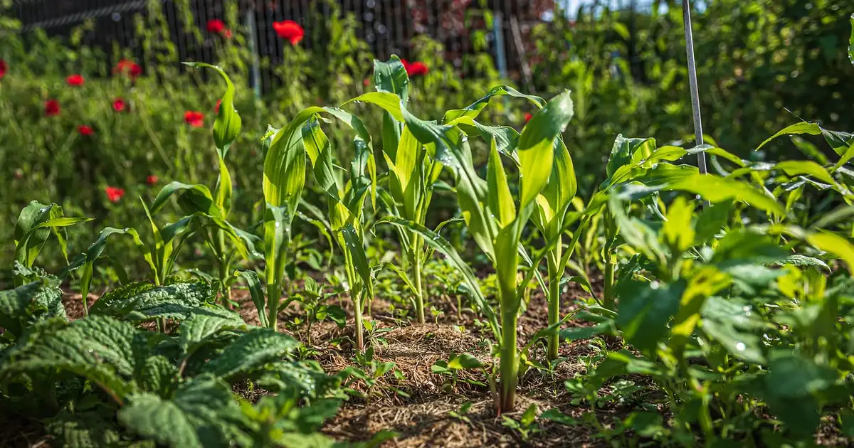 Protéger son potager contre la sécheresse : méthodes 100 % bio