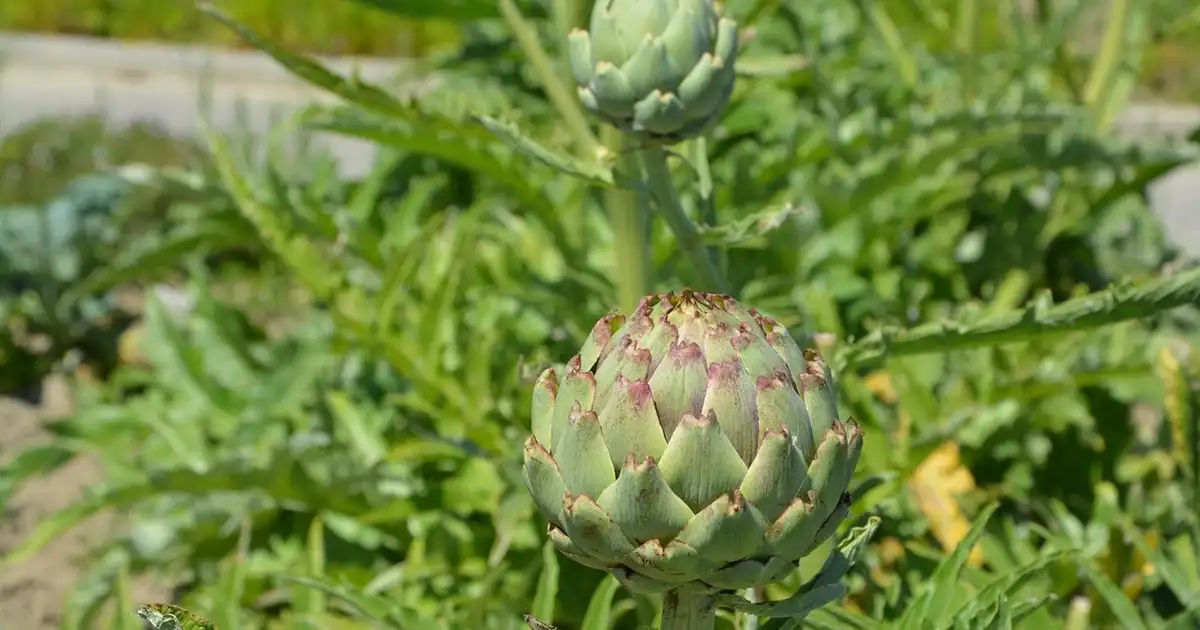 Protéger son potager du soleil direct : solutions bio efficaces