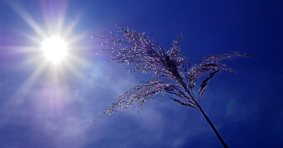 Protéger son potager lors d’une canicule : gestes clés et astuces