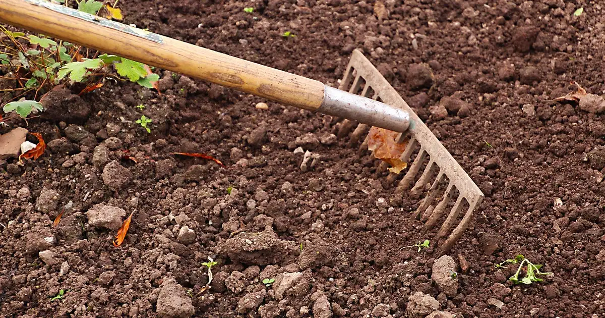 Que faut-il planter en août ? Potager, fleurs et astuces bio