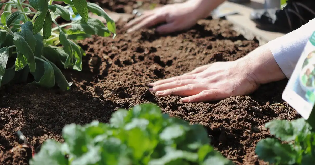 Que faut-il planter en juillet ? Guide complet potager et jardin
