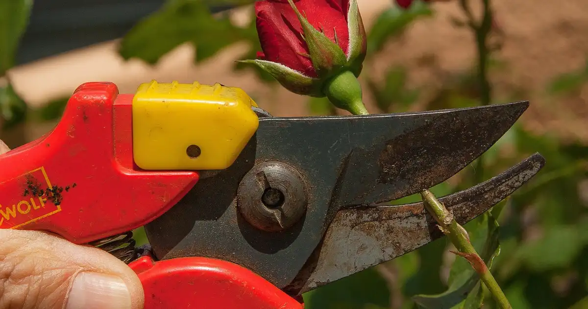Que faut-il tailler en août ? Guide complet jardin bio