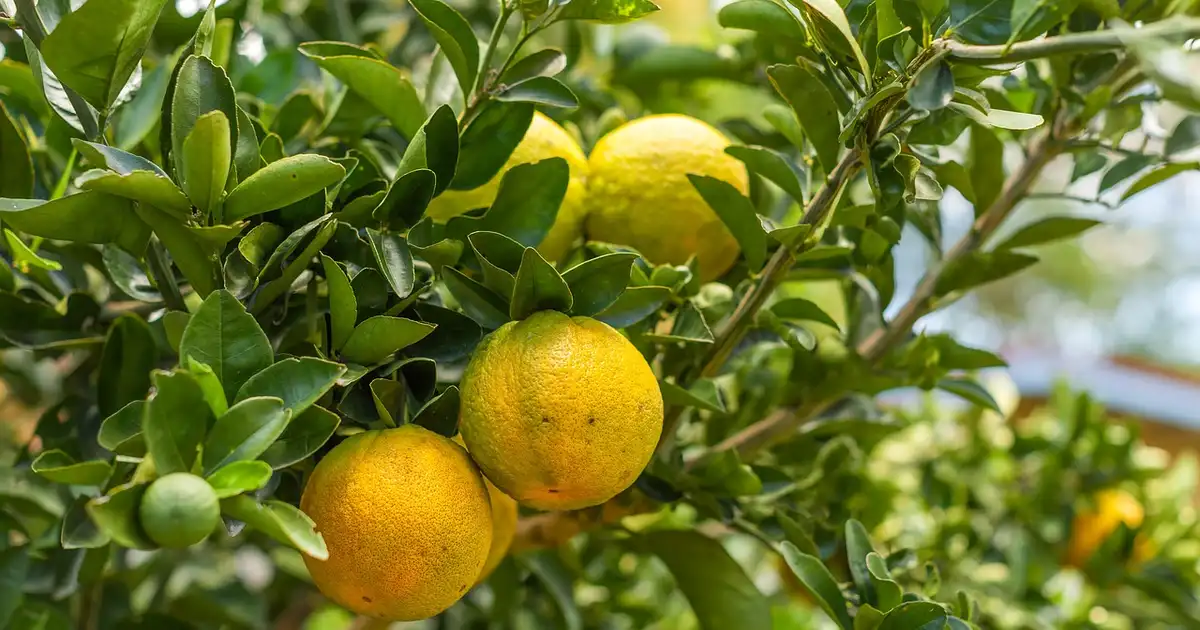 Quel agrume planter dans son jardin ? Guide complet par région