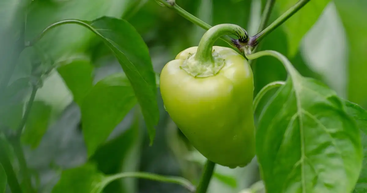 Quelles plantes aiment la mi-ombre dans le potager : liste et conseils