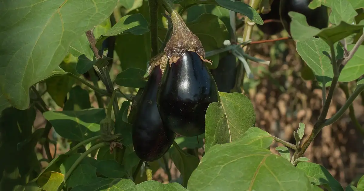 Quelles plantes aiment une exposition en plein soleil au potager ? Guide complet