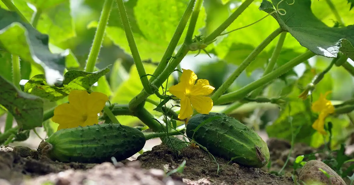 Quelles plantes planter à l’ombre dans le potager : liste et conseils