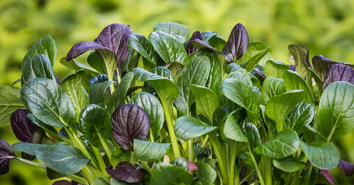 Quels semis faire en août ? Potager productif d’automne et d’hiver