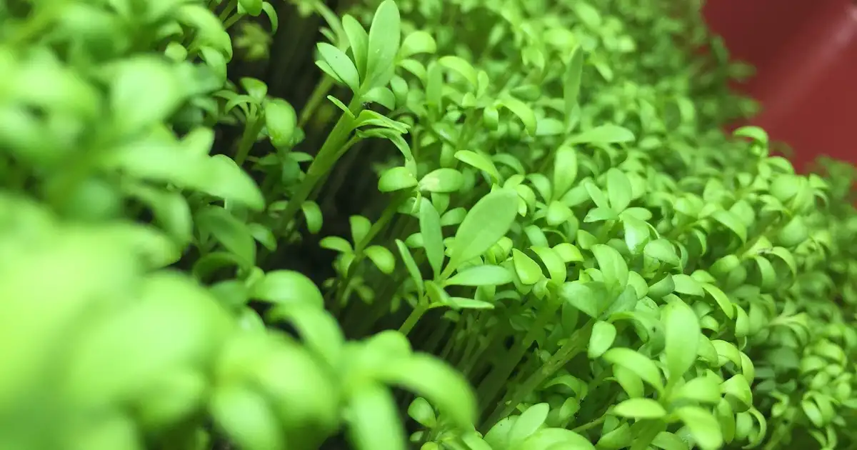 Quels semis faire en juillet ? Potager productif et résilient
