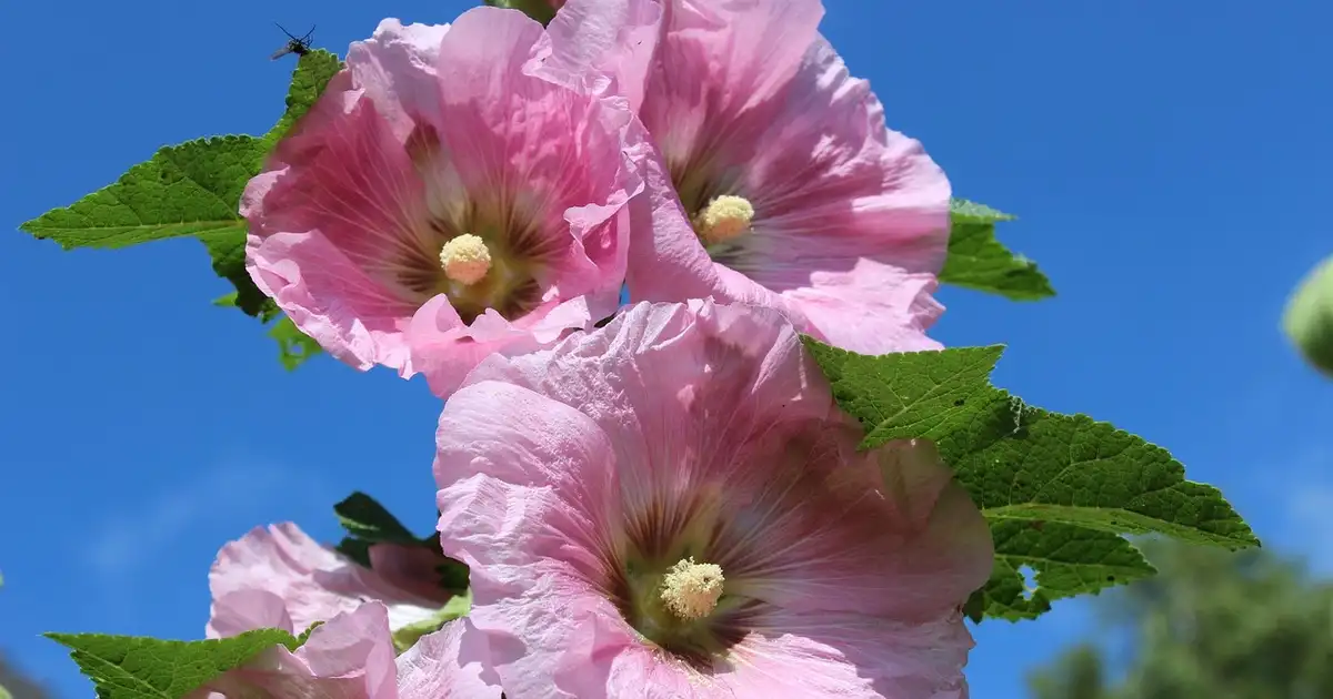 Rose trémière : plantation, semis et entretien au jardin bio