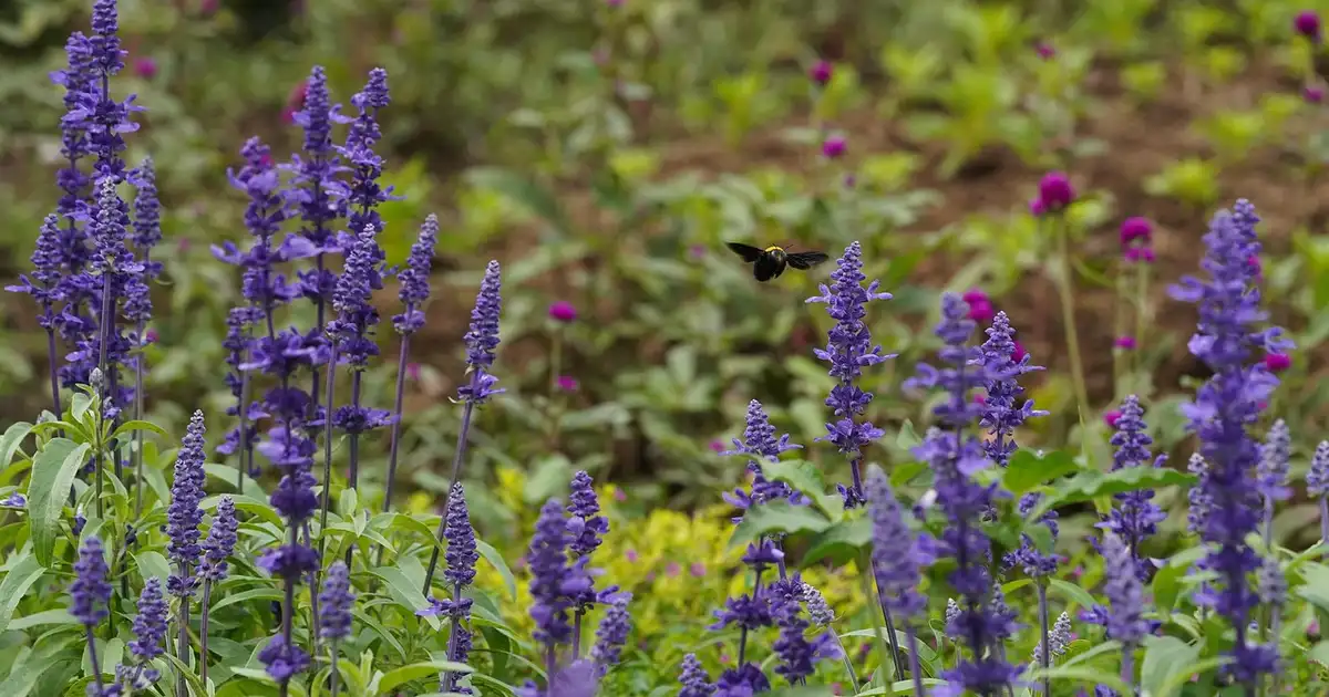 Salvia au jardin : 7 variétés incontournables à adopter