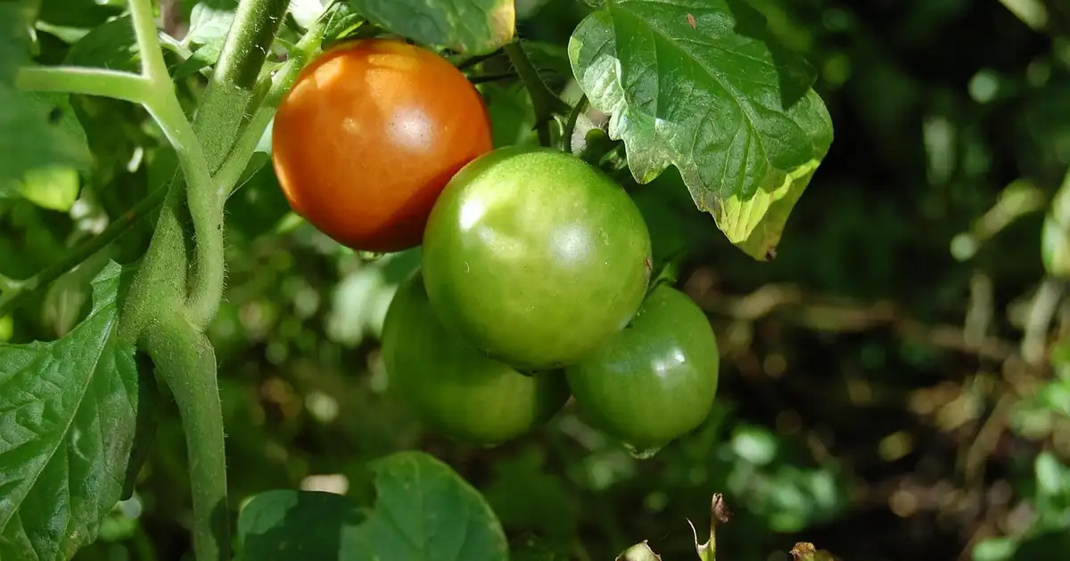 Tomates : comment booster la productivité au potager bio