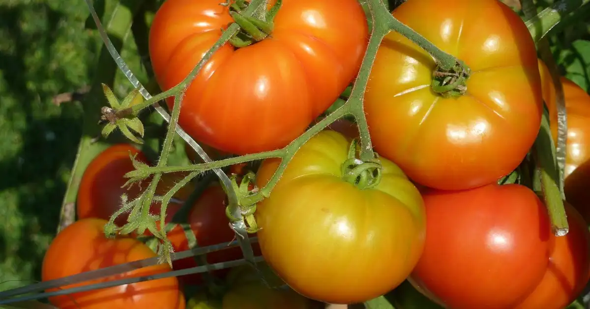 Tomates : faut-il vraiment les planter à l’horizontale pour mieux récolter