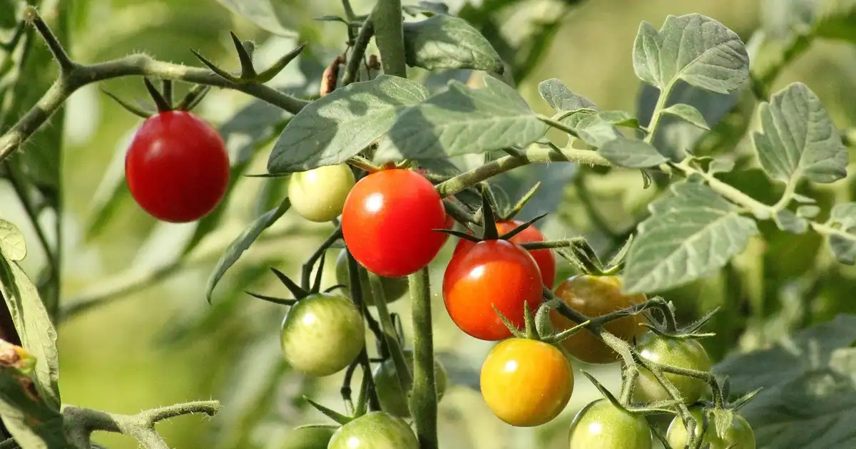 Tomates : faut-il vraiment retirer les gourmands pour une belle récolte