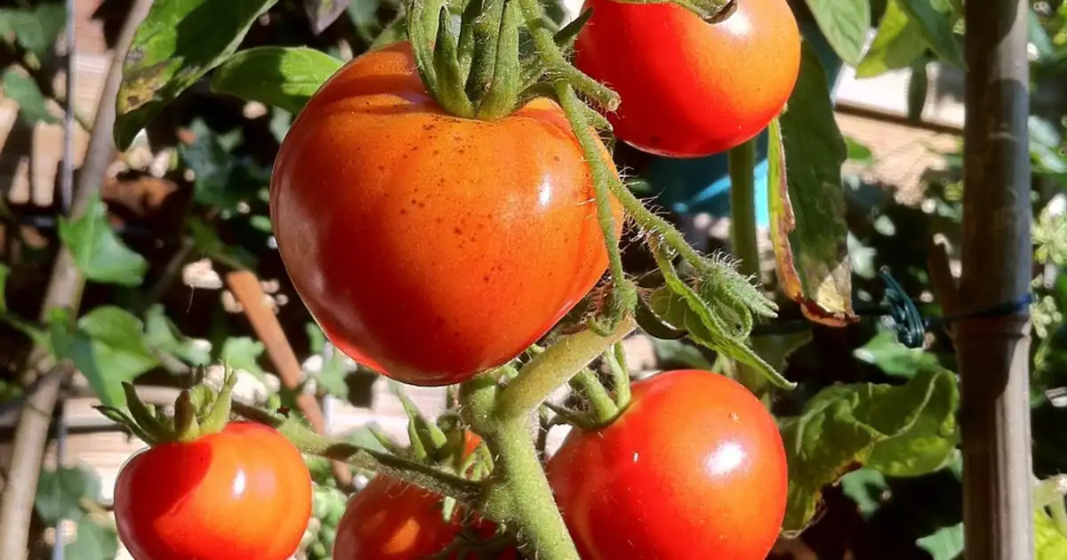Tomates : quel est le meilleur système de tuteurage au potager bio