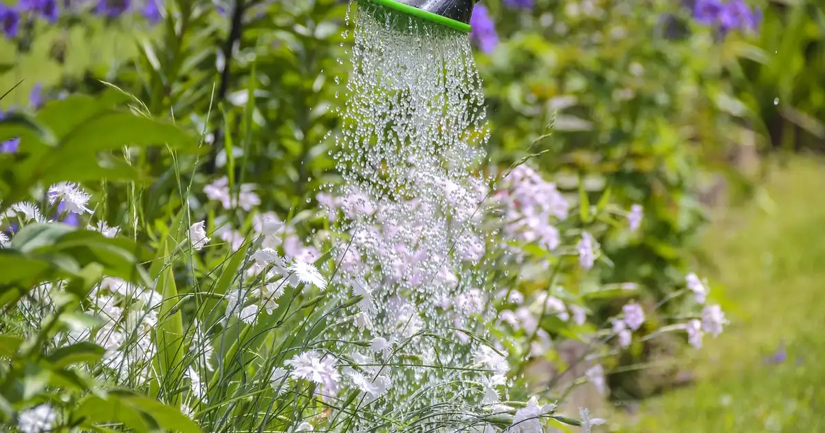 Travaux de saison au jardin en août : que faire au potager et au verger