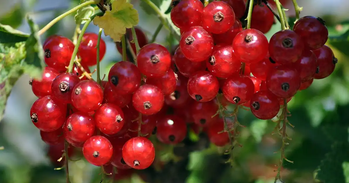5 idées de recettes avec les fruits rouges du potager bio