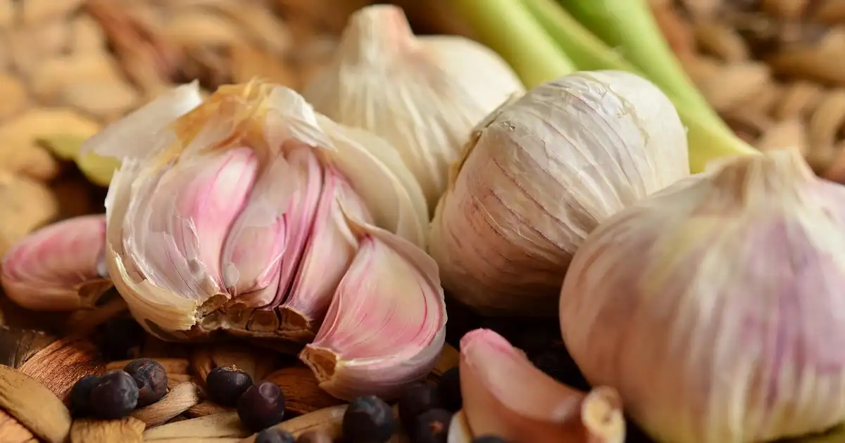 Ail : variétés à choisir pour votre potager
