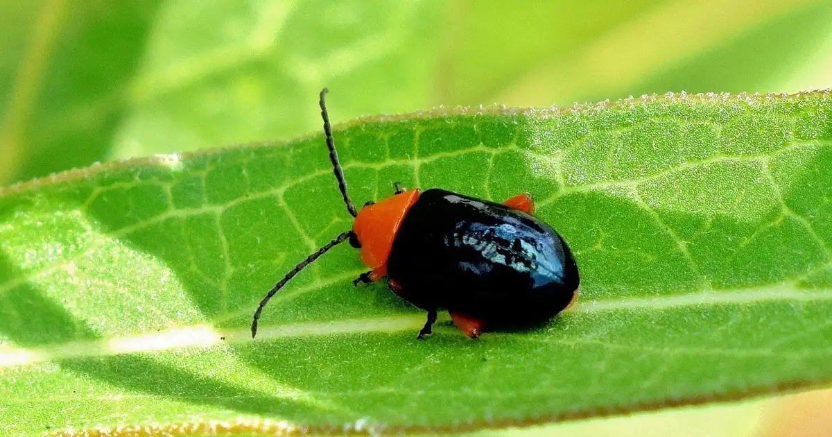 Altise au potager bio : reconnaître, prévenir et agir sans chimie