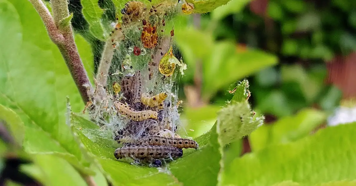 Carpocapse : solutions bio efficaces pour sauver vos fruits