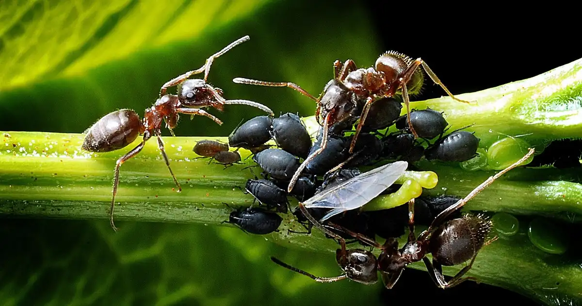 Comment protéger les arbres fruitiers des fourmis et des pucerons au jardin