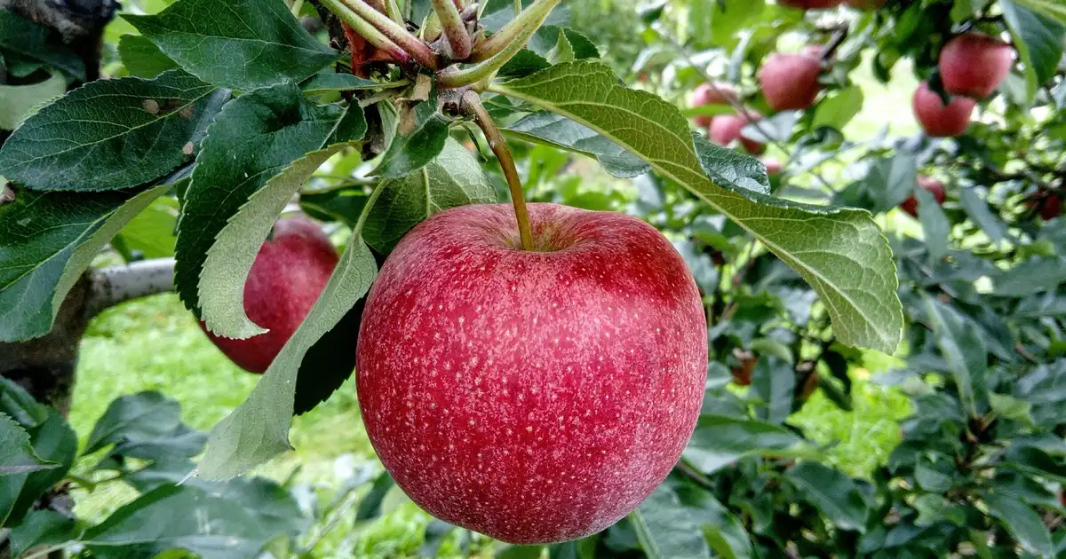 Comment protéger son pommier contre le carpocapse sans chimie