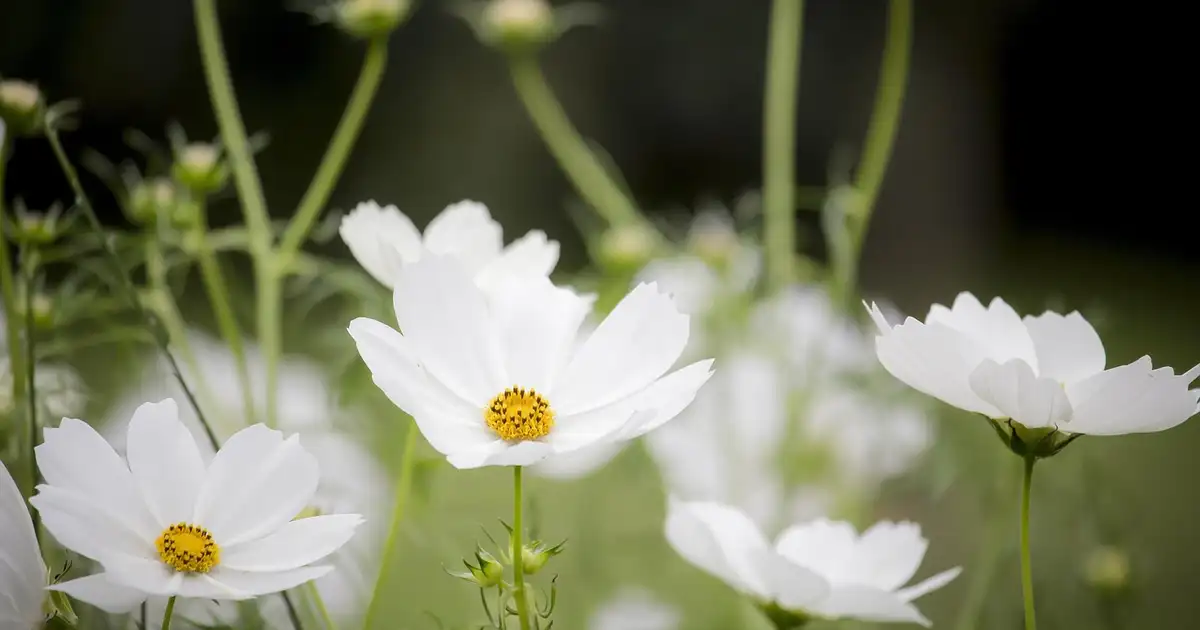 Cosmos et biodiversité : un atout majeur pour un jardin vivant
