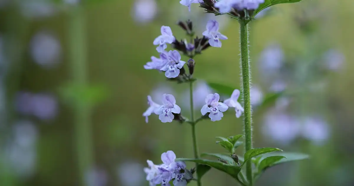 Nepeta : culture, entretien et usages au jardin bio