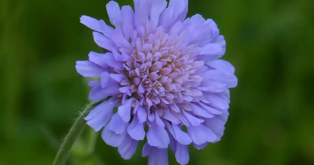 Scabieuse : culture, semis et entretien au jardin bio