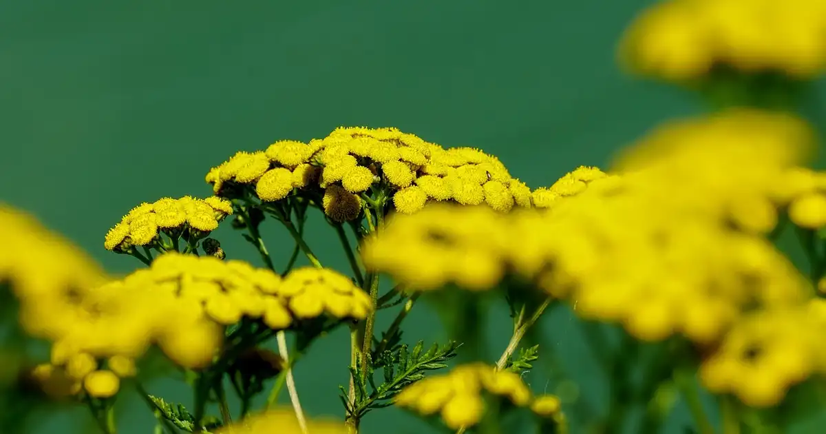 Tanaisie au jardin bio : usages, culture et précautions