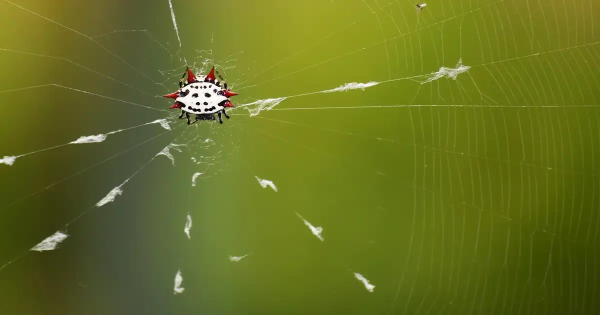 Araignées rouges en été : solutions naturelles efficaces au jardin