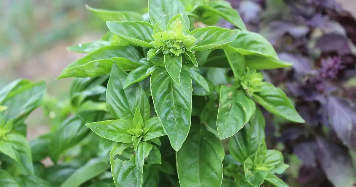 Basilic en août : comment le couper, le sécher et faire son pesto
