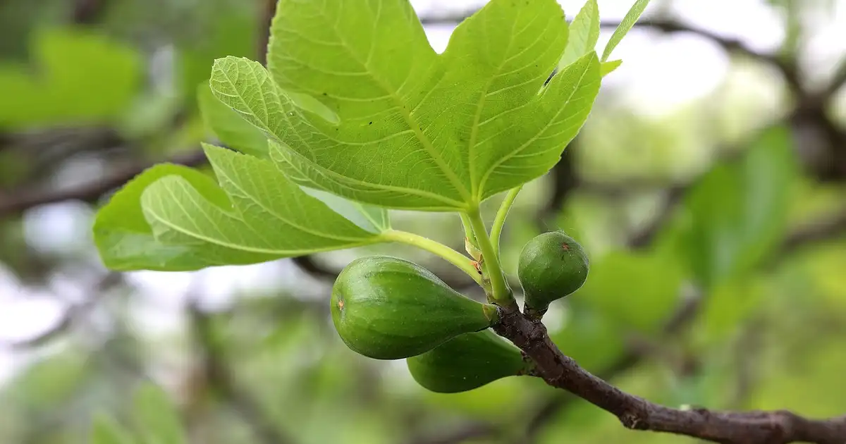 Bouturage d&rsquo;août : quelles plantes multiplier cet été au jardin