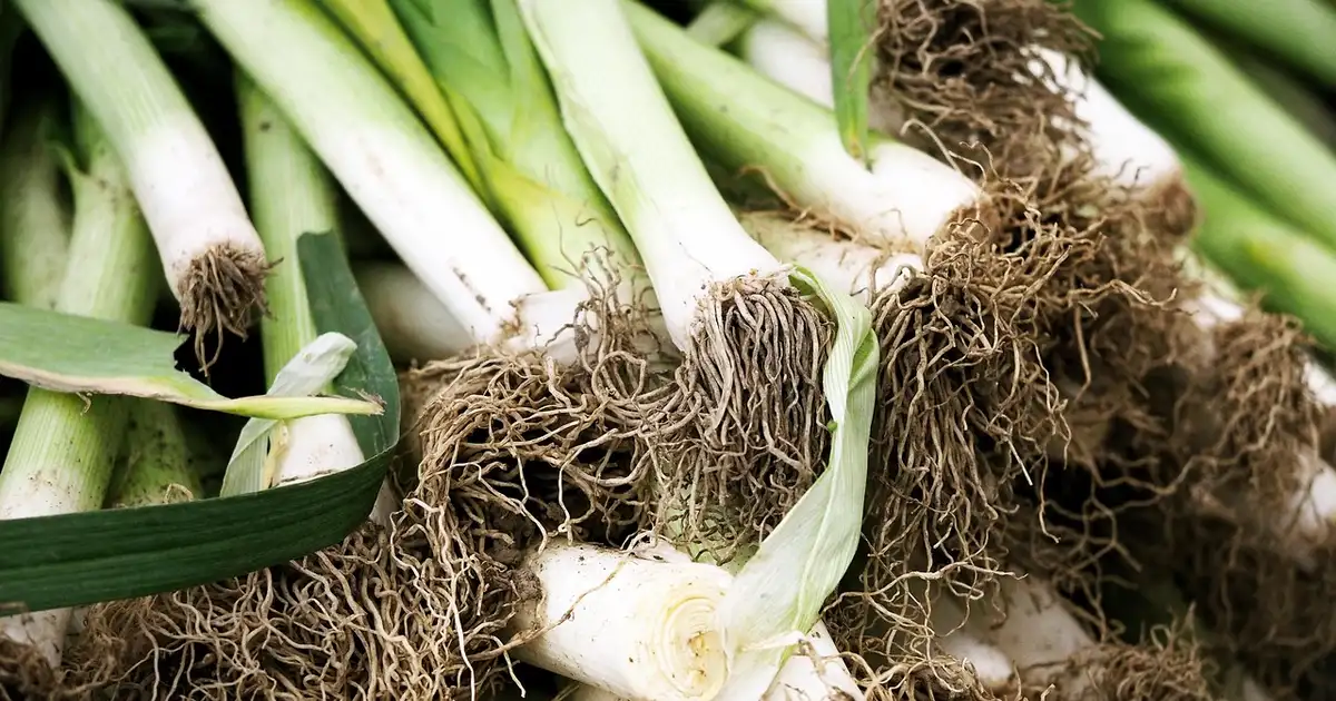 Comment préparer ses planches de potager pour les semis d&rsquo;automne riches et bio