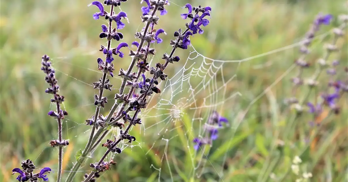 Comment préparer son jardin pour l&rsquo;automne dès août : guide complet