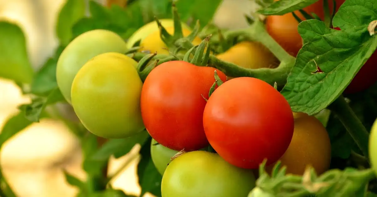 Comment récolter et conserver les tomates en août : méthodes bio
