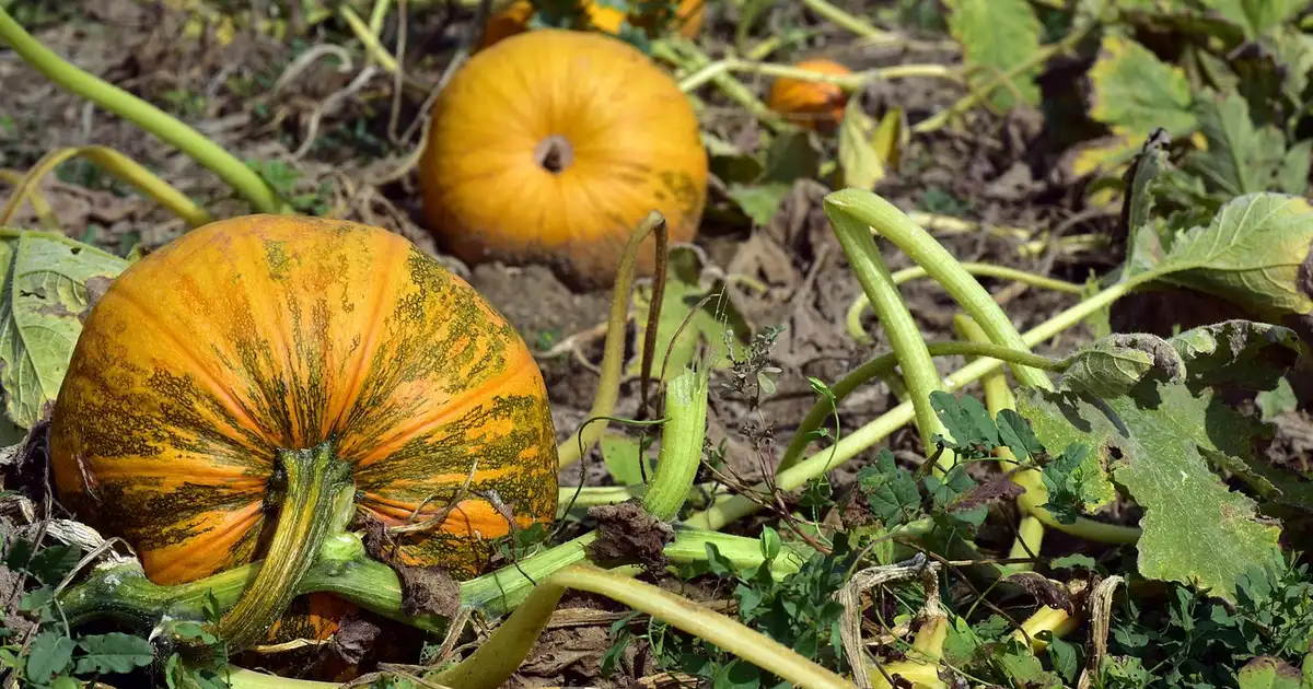 Courges et potirons : comment savoir quand ils sont prêts à récolter