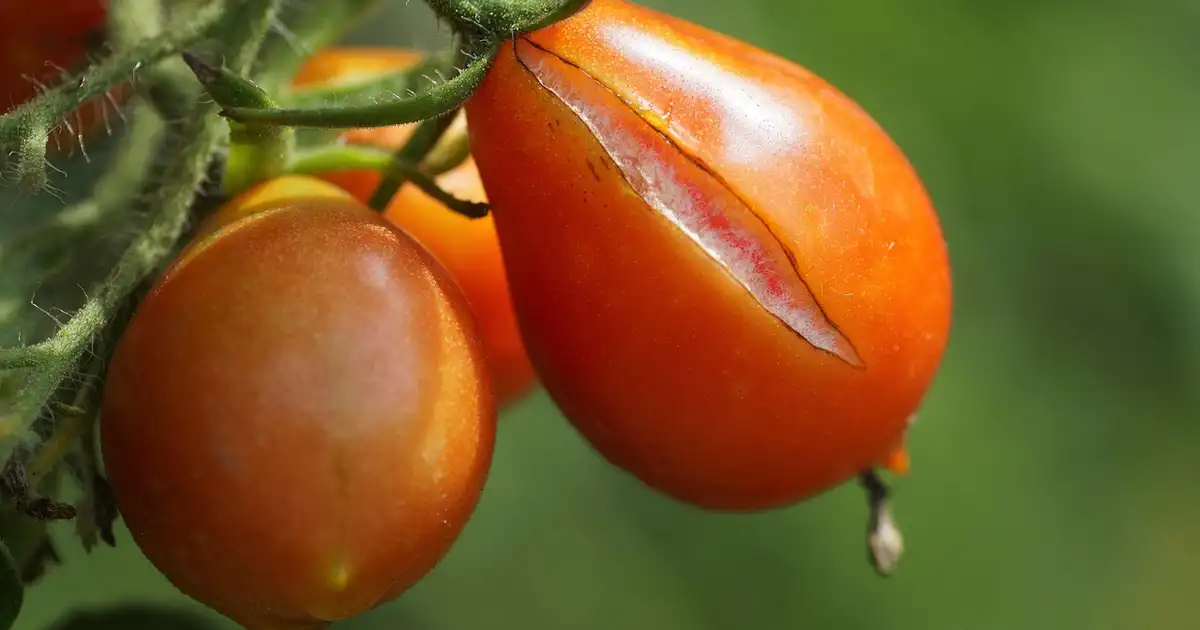 Faire ses conserves de légumes d&rsquo;été : guide pratique complet