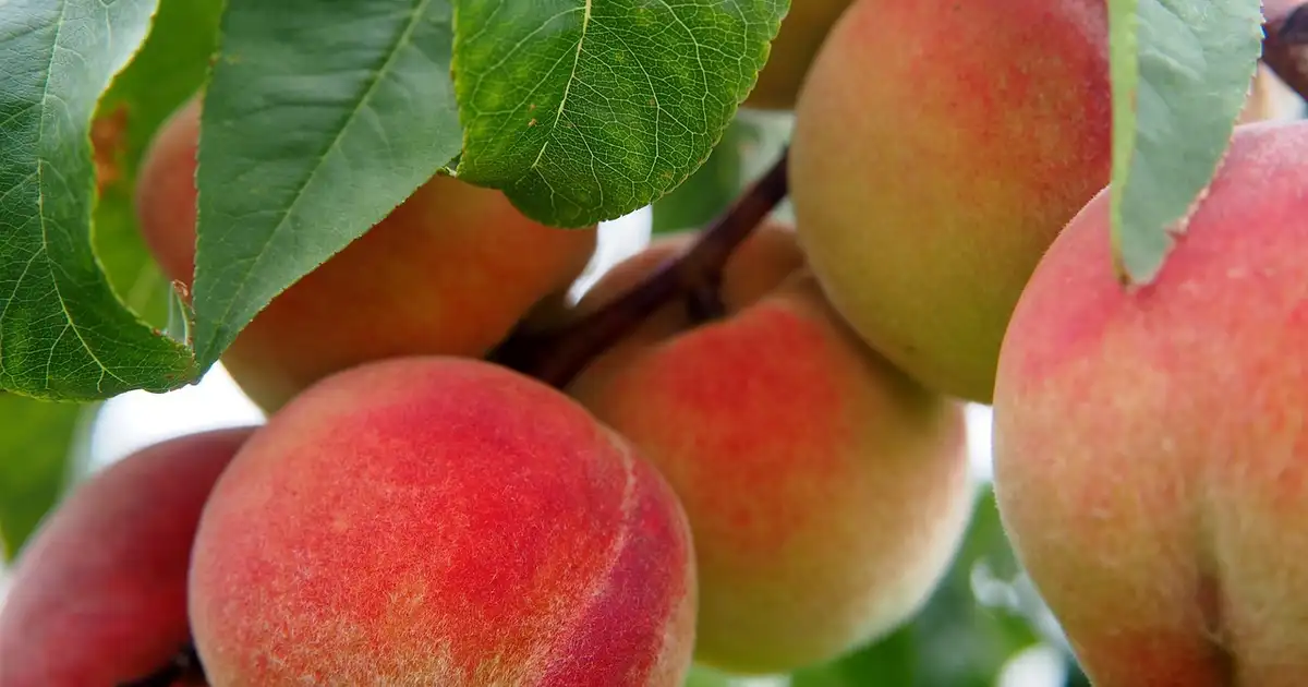 Les fruits et légumes de saison en août : liste, conseils et idées