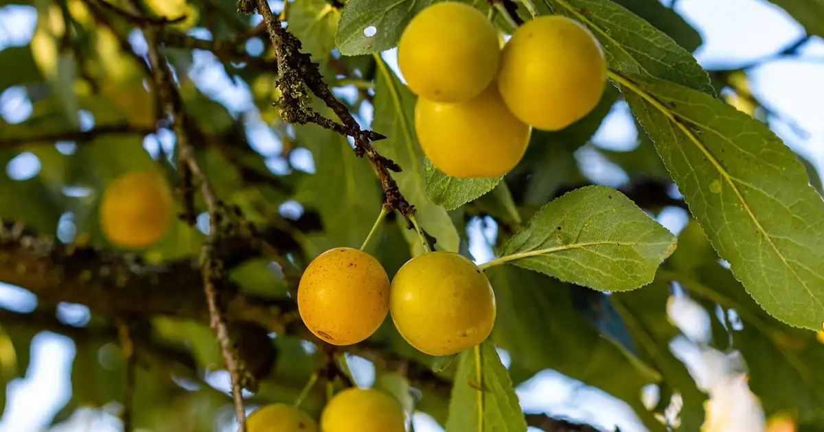 Mirabelles et prunes : récolte, congélation, bocaux faciles