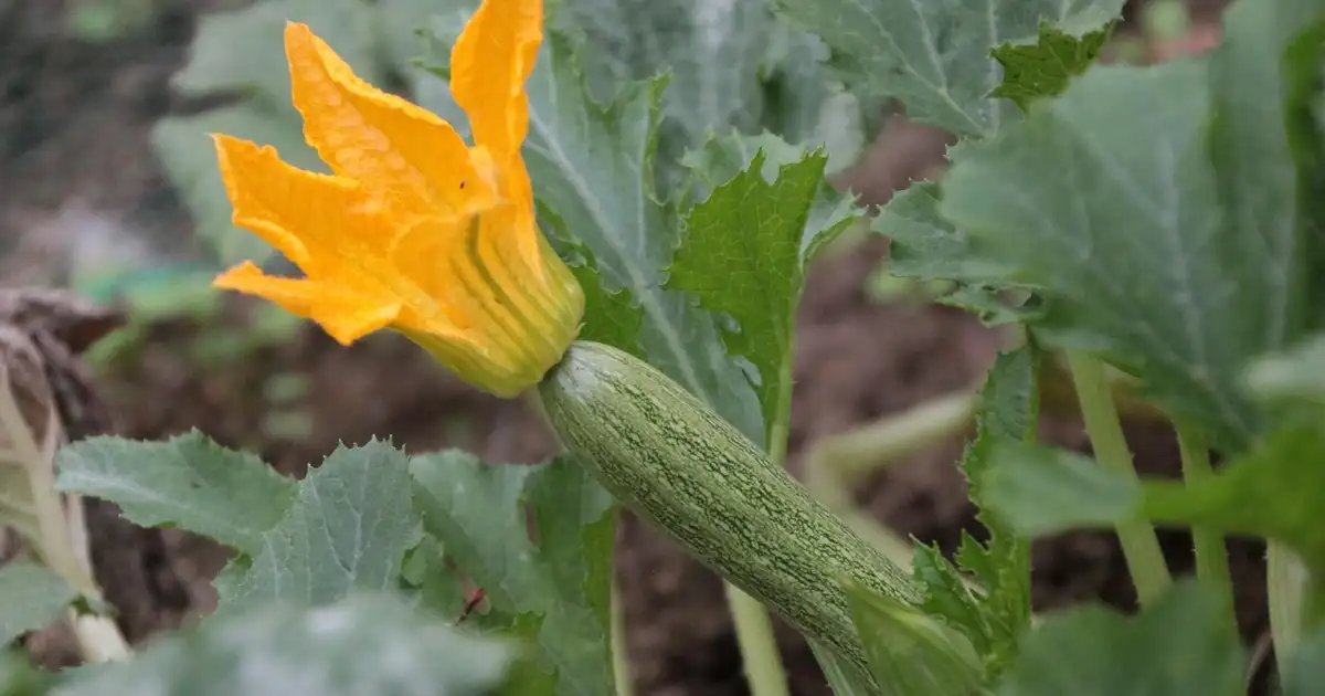 Oïdium au potager : reconnaître et traiter naturellement sans chimie