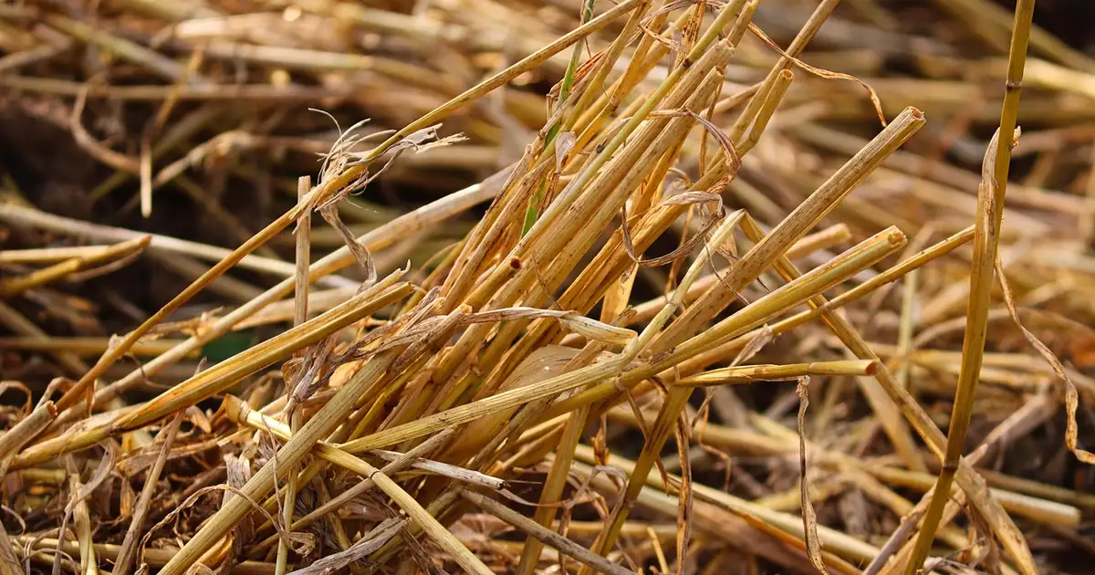 Pailler son potager en été : pourquoi et comment bien faire