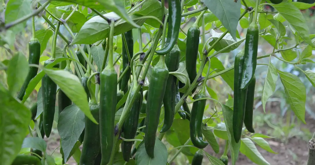 Poivrons et piments : récolter, sécher et conserver sans les abîmer