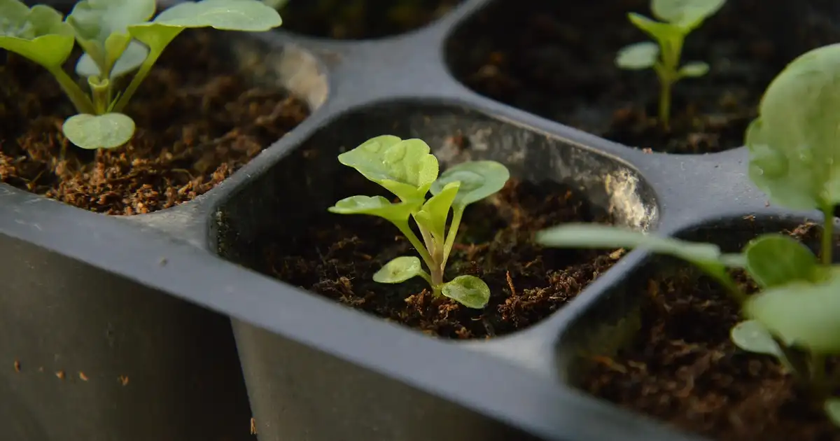 Quels semis réaliser en août ? Potager bio productif et facile